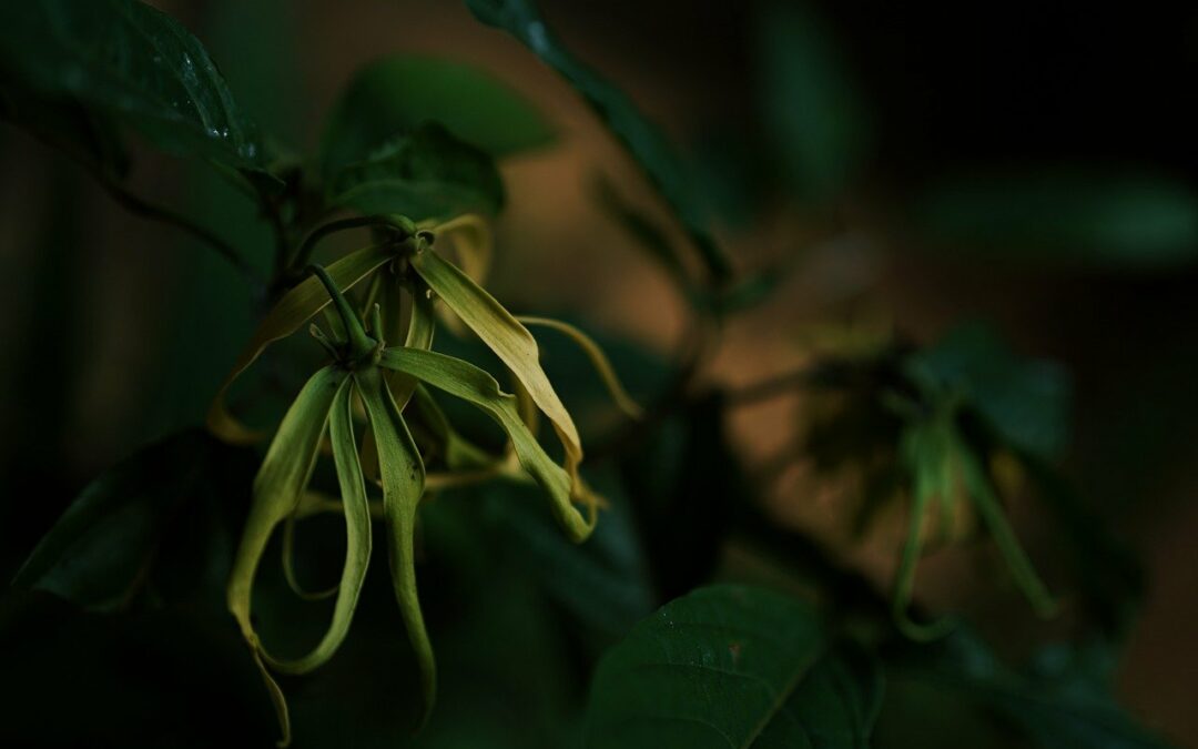 Ylang-Ylang: Die perfekte Pflege für alle Hauttypen