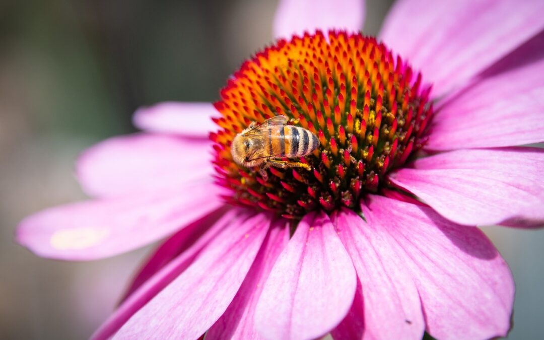 Echinacea-Extrakt: Der natürliche Booster für gesunde Haut