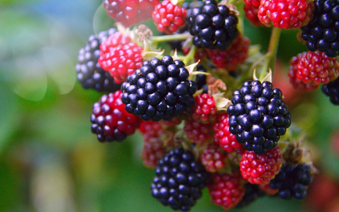 Brombeerextrakt: Der natürliche Booster für Hautregeneration und Schutz