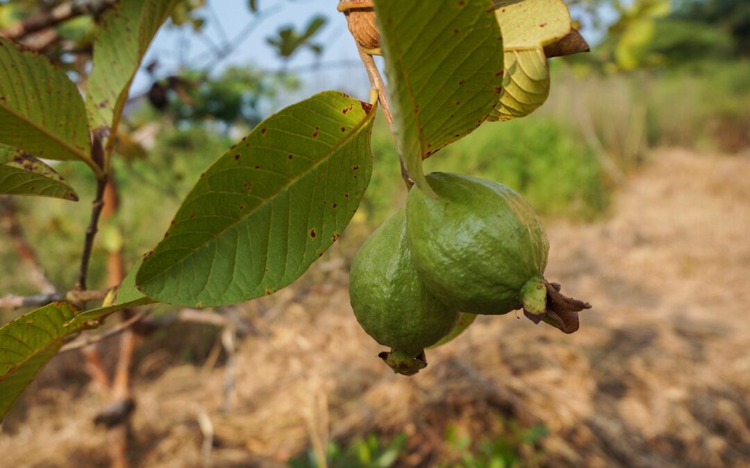 Guave: Das Superfood für strahlende Haut dank Vitamin C und Antioxidantien