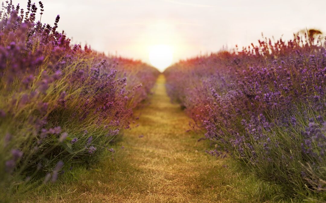 Lavendel: Mehr als nur ein beruhigender Duft
