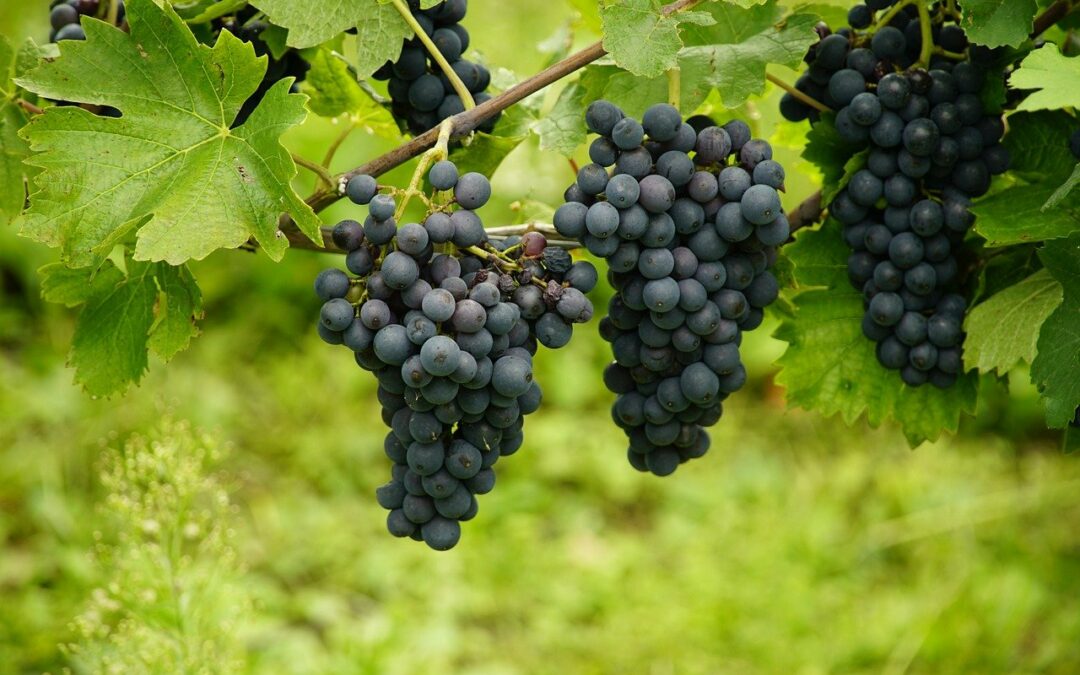 Resveratrol: Entdecke das natürliche Geheimnis gegen Hautalterung