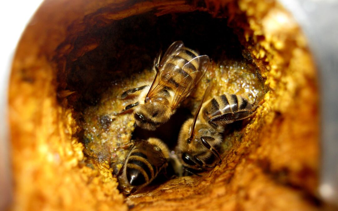 Propolis: Entdecke das Heilgeheimnis aus dem Bienenstock