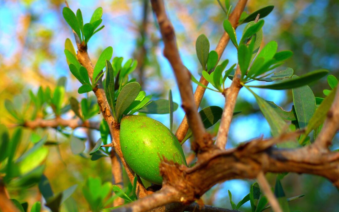 Argan- und Jojobaöl: Revolutioniere Deine Hautpflege für jeden Hauttyp