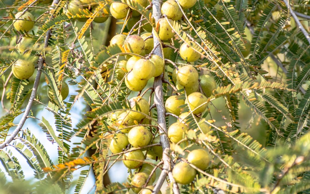 Amla: Das Geheimnis für strahlende Haut mit Vitamin C und Antioxidantien