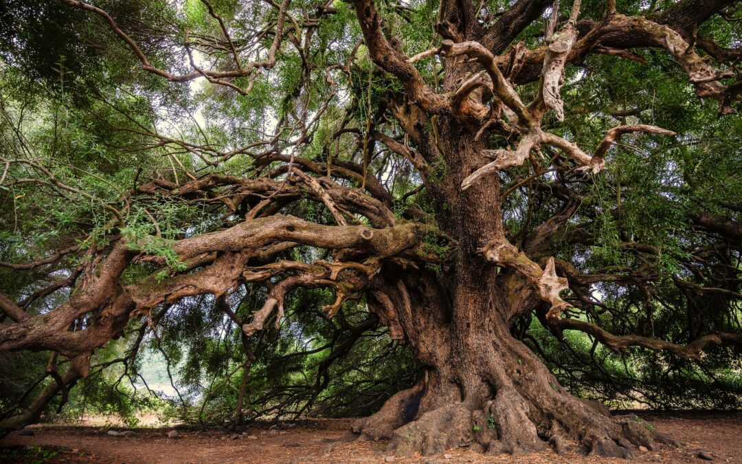 Baobaböl: Das Wundermittel für trockene Haut – Feuchtigkeit und Schutz natürlich erleben