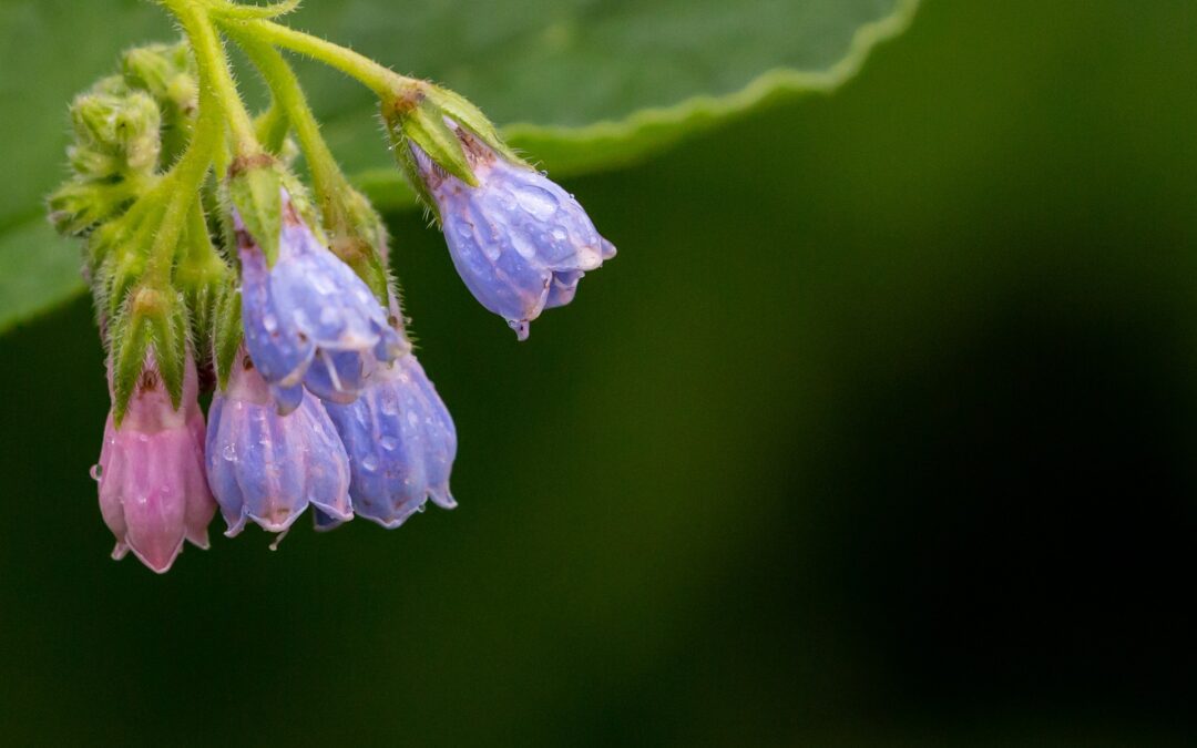 Beinwell: Natürliche Hilfe für Hautheilung und Regeneration