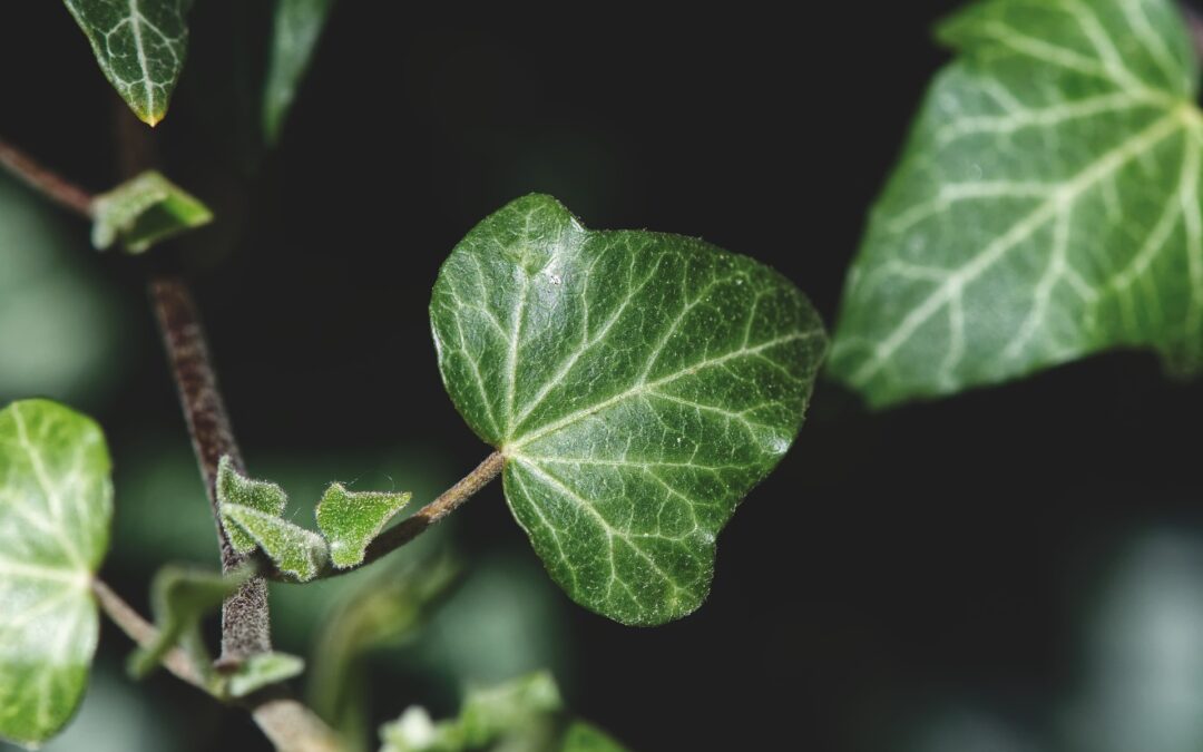 Efeu für straffe und gepflegte Haut: Anwendung und DIY-Tipps