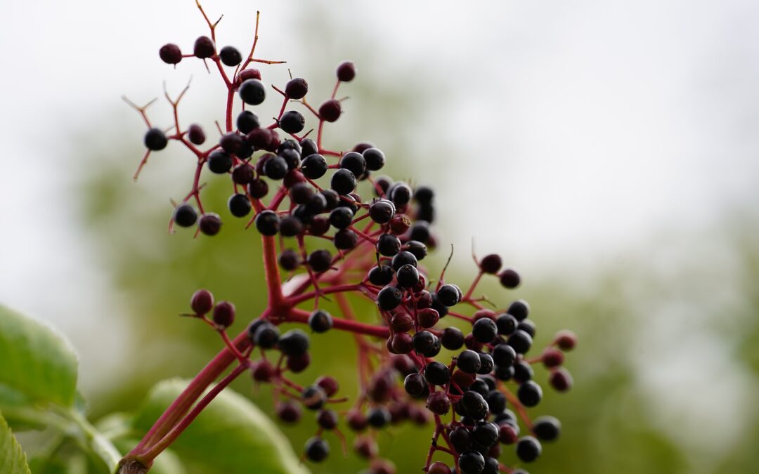 Strahlende Haut mit Holunderbeeren: Die antioxidative Wunderwaffe