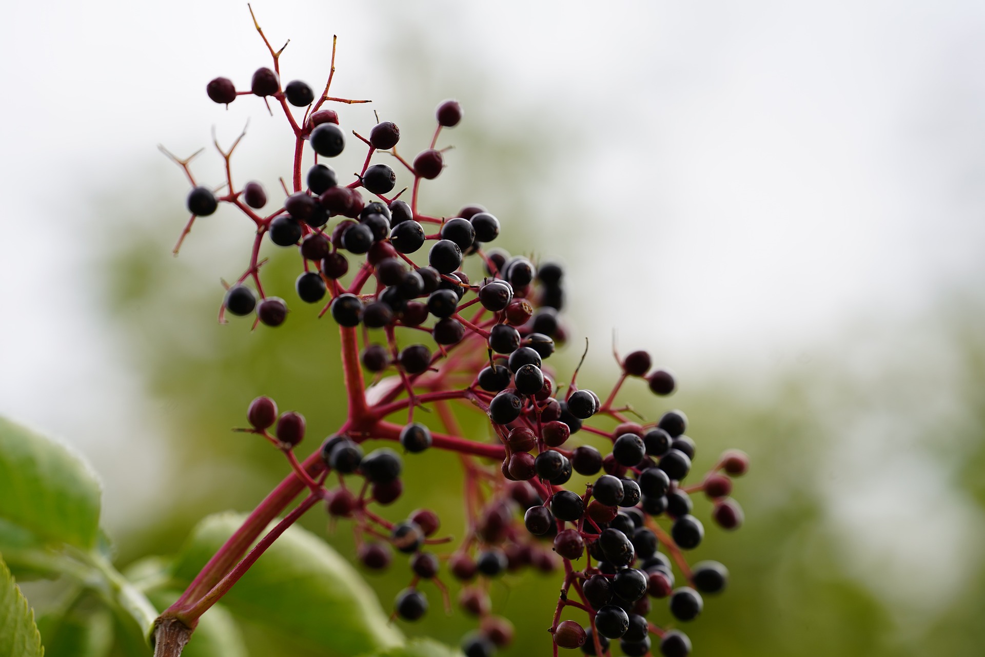 holunderbeeren-antioxidative-hautpflege