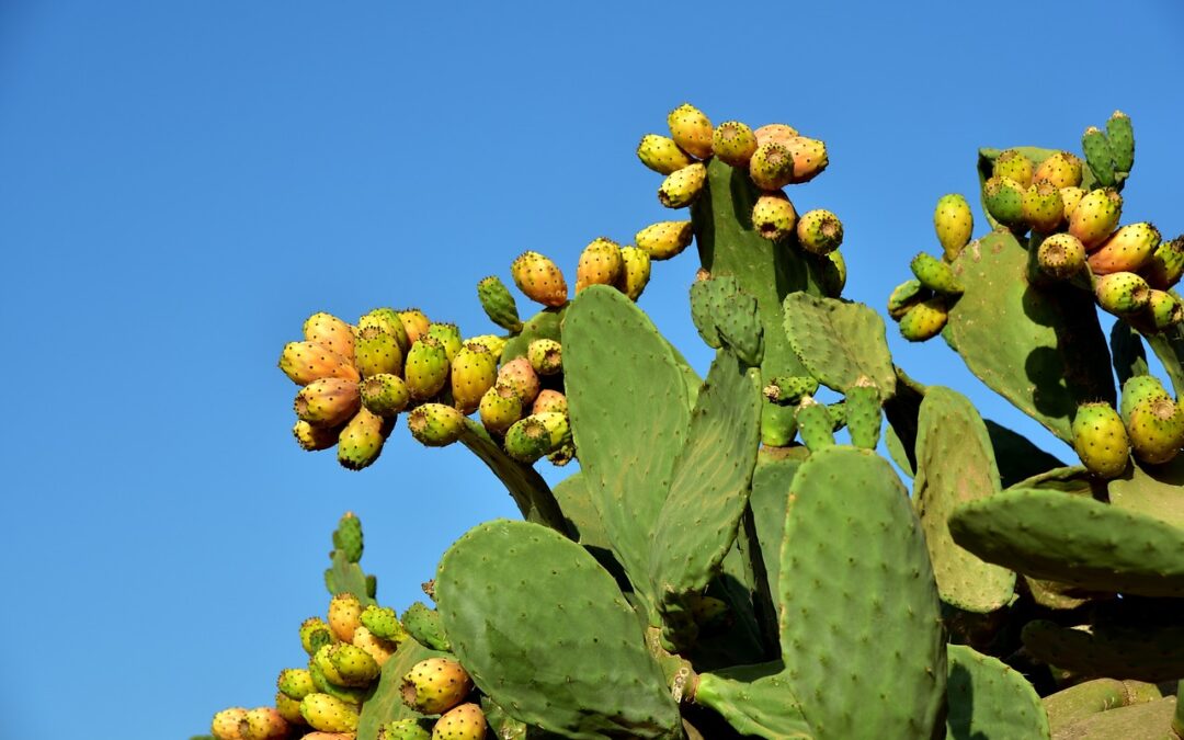 Kaktusfeigenöl: Das ultimative Superfood für strahlende Haut
