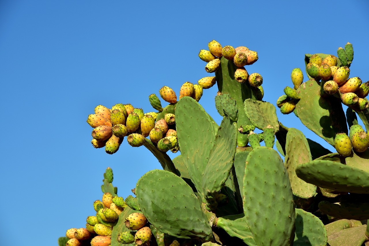 kaktusfeigenoel-superfood-hautpflege